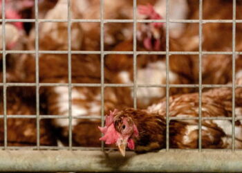 FRANCË/ ALARM NGA GRIPI I SHPENDËVE NË 45 DEPARTAMENTE