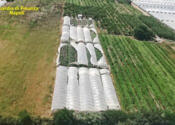 20 SERA ME KANABIS/ POLICIA ITALIANE ARRESTON 41-VJEÇARIN SHQIPTAR