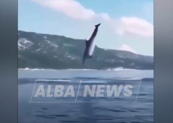 Delfini në Gjirin e Vlorës