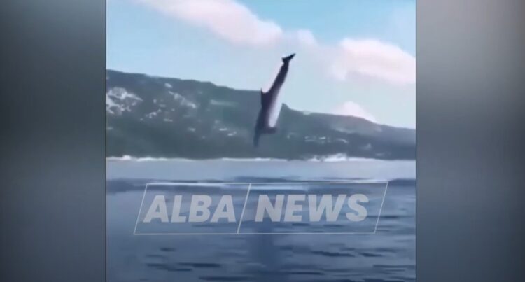 Delfini në Gjirin e Vlorës