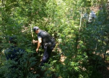 Pandemia “Covid-19” nuk e ndaloi kultivimin e kanabisit/ VOA: Trafikantët po ndryshojnë strategji…