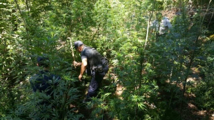 Pandemia “Covid-19” nuk e ndaloi kultivimin e kanabisit/ VOA: Trafikantët po ndryshojnë strategji…