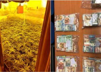 Grupit shqiptar të plantacioneve të kanabisit i kapen rreth 600 mijë euro. Midis tetë të arrestuarve edhe gra. Detaje nga operacioni.