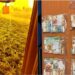 Grupit shqiptar të plantacioneve të kanabisit i kapen rreth 600 mijë euro. Midis tetë të arrestuarve edhe gra. Detaje nga operacioni.
