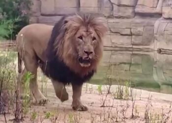 Barcelonë/ Katër luanë infektohen me Covid-19