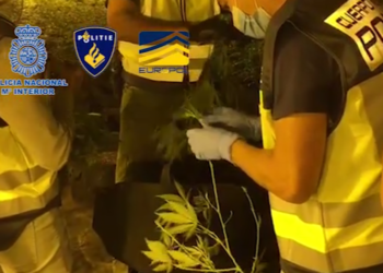 Kapen 2 ton marijuanë në Spanjë, në pranga 19 persona, shqiptarët përgjegjës për kultivimin