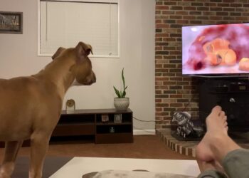 Filmat që duhet të shikoni këtë fundvit