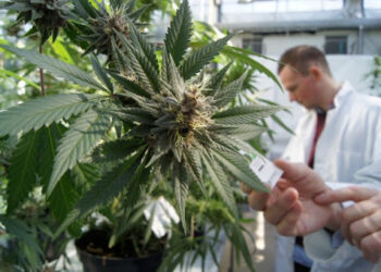 Pas votimit historik të Kombeve të Bashkuara, kanabisi njihet zyrtarisht si një ilaç