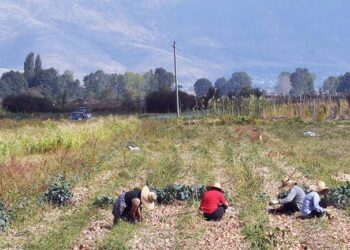 ILO: Në Shqipëri gati 57% e të punësuarve në të zezë, kryeson bujqësia, tregtia dhe ndërtimi