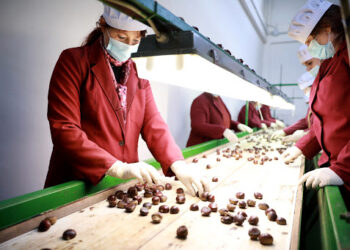 Agro-përpunimi, nga domatet, gështenjat e shegët, produktet që kompanitë vlerësojnë si potencial