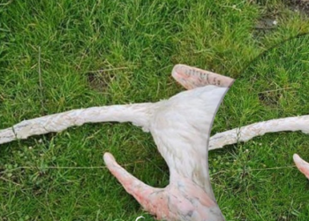 Foto e flamingos së vrarë