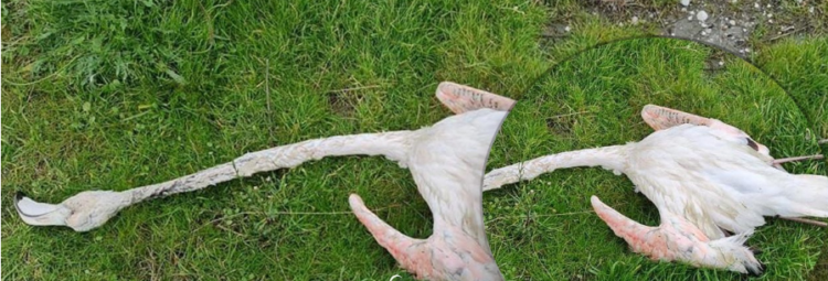 Foto e flamingos së vrarë