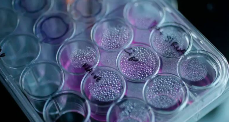 LAJMI I MIRË/ Rriten shpresat për gjetjen e kurës ndaj kancerit