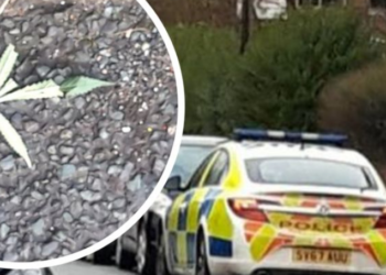 Pastronte gjethet e kanabisit me fshesë, arrestohet shqiptari në ‘shtëpinë e barit’ në Angli