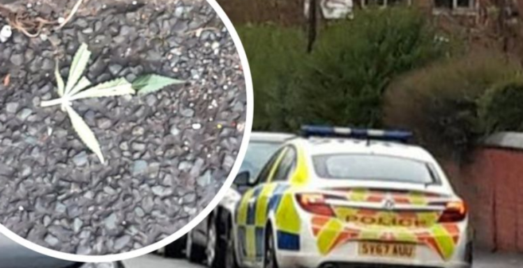 Pastronte gjethet e kanabisit me fshesë, arrestohet shqiptari në ‘shtëpinë e barit’ në Angli