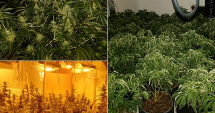 Treguan komshijtë/ ‘Shtëpi bari’ me vlerë 150 mijë paund, kapet shqiptari në Angli