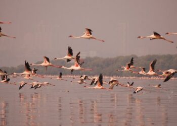 DW: Zona e mbrojtur Vjosë-Nartë rrezikohet nga ndërtimi i aeroportit të Vlorës