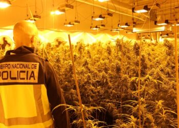 Sekuestrohet gjysëm ton marijuanë në vilën luksoze, mes të arrestuarve edhe shqiptarë