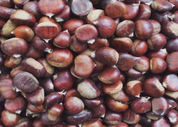 Shqipëria e 9-a në botë për eksportin e gështenjës, potenciale për rritjen e fitimeve në zonat e Veriut