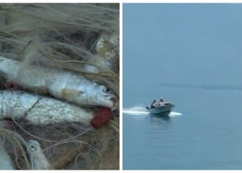 Gjuetia e paligjshme e koranit, arrestohen kryetari dhe dy punonjës të Shoqatës së Peshkimit në Pogradec