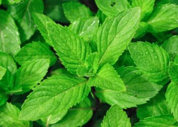 Si të përdorni bimët mjekësore kundër ankthit dhe stresit