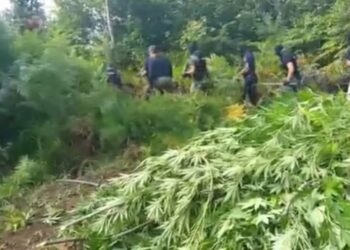 VIDEO/ Parandalimi i kultivimit të lëndëve narkotike, rreth 2 mijë policë kontrolle në terren, në banesa, magazina dhe sera
