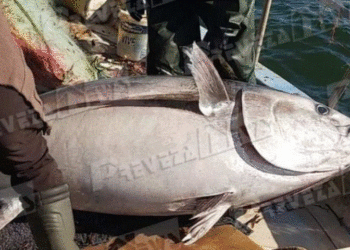 E rrallë! Peshkatarët kapin peshkun ton 130 kg në detin Jon (FOTO)