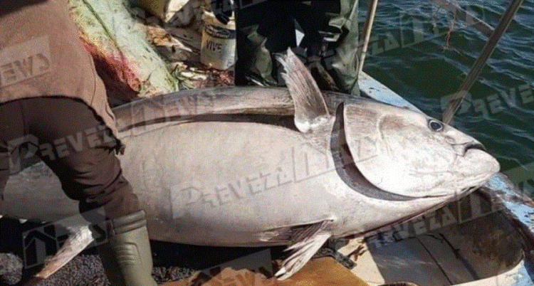 E rrallë! Peshkatarët kapin peshkun ton 130 kg në detin Jon (FOTO)