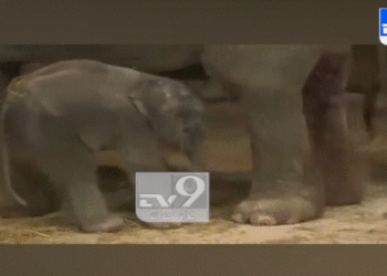 VIDEO- VIRALE/ Elefant i vogël fle gjumë në këmbë, shikoni si e zgjon nëna nga gjumi