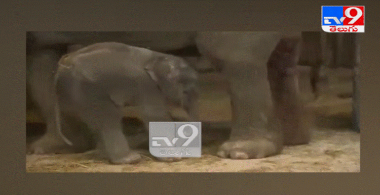 VIDEO- VIRALE/ Elefant i vogël fle gjumë në këmbë, shikoni si e zgjon nëna nga gjumi