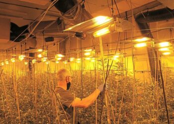 Humbi shtëpinë në tërmetin e nëntorit, shqiptari në Gjermani kapet me 25 kg marijuanë, gjykata merr një vendim të papritur