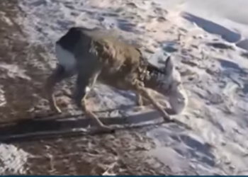 Dreri ngrin në rrugë nga i ftohti ekstrem! Temperatura -25 gradë celcius në Kazakistan