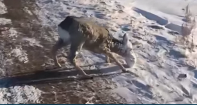 Dreri ngrin në rrugë nga i ftohti ekstrem! Temperatura -25 gradë celcius në Kazakistan