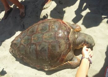 Hëngrën mish breshkash, humbin jetën 19 persona në Madagaskar, 34 të tjerë shtrohen në spital
