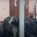 VIDEO/ Kokëulur dhe i heshtur, vrasësi 23- vjeçar i Behar Sofisë del para trupit gjykues