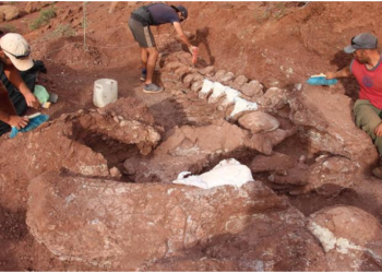 Arkeologët zbulojnë skeletin 140 milion vjeçar të krijesës më të madhe të tokës