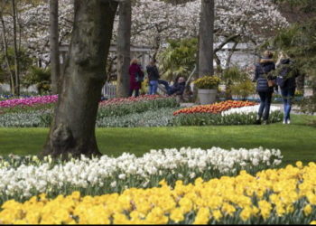Holanda lehtëson masat, Kopshti i Tulipanëve hapi portat për vizitorët