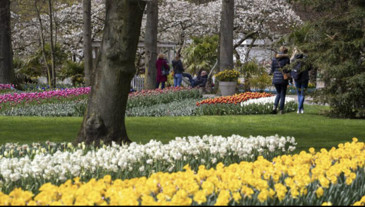 Holanda lehtëson masat, Kopshti i Tulipanëve hapi portat për vizitorët