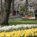 Holanda lehtëson masat, Kopshti i Tulipanëve hapi portat për vizitorët