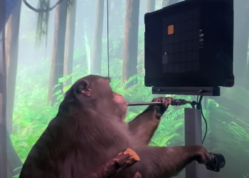 Çipat që ndihmojnë në funksionimin e trurit, Musk publikon pamjet me majmunin