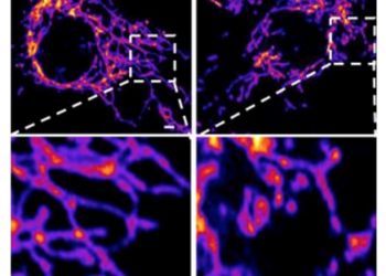 Studimi amerikan: Covid-19 është një sëmundje vaskulare, jo e rrugëve të frymëmarrjes