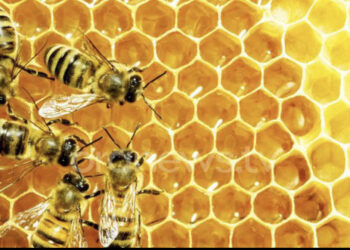 Bletët do të mund të nuhasin Covid-19 tek njeriu, nis stërvitja e tyre