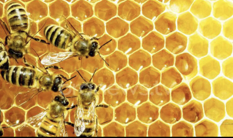 Bletët do të mund të nuhasin Covid-19 tek njeriu, nis stërvitja e tyre