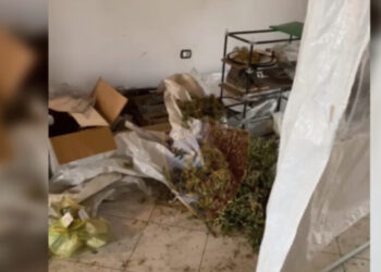 Përshtati banesën për kultivim narkotikësh, arrestohet 1 person, procedohen 2 punonjës të OSHEE