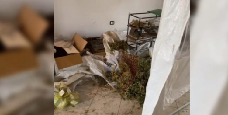 Përshtati banesën për kultivim narkotikësh, arrestohet 1 person, procedohen 2 punonjës të OSHEE