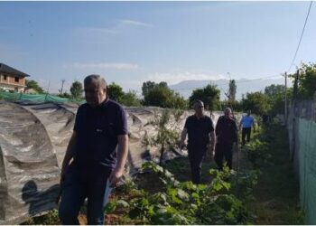 Vijon aksioni anti-drogë në Krujë, zbulohet një laborator me ngrohje me llampa dhe arrestohen 16 persona