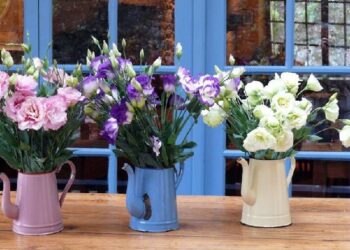 5 bimë që do të bëjnë çdo dhomë në shtëpinë tuaj të ketë aromë të këndshme