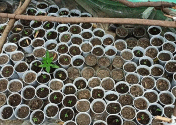 I gjetën drogën që ruante, mbushi armën për t’i vrarë, kush është fieraku që u plagos sot? (EMRI)