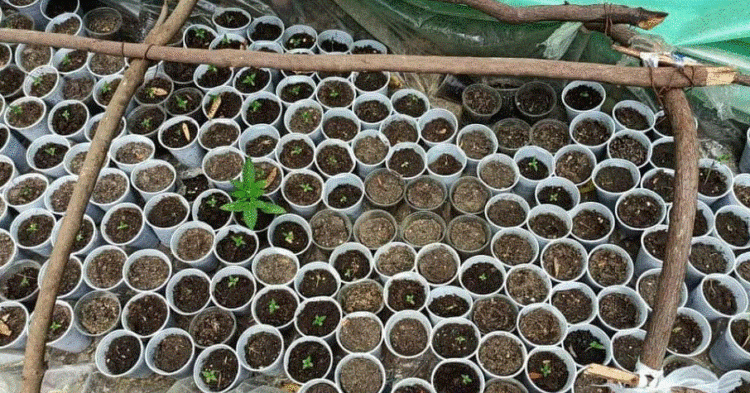 I gjetën drogën që ruante, mbushi armën për t’i vrarë, kush është fieraku që u plagos sot? (EMRI)