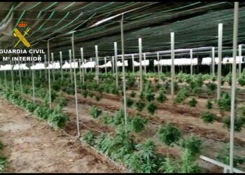 Goditet grupi kriminal i shqiptarëve në Spanjë, arrestohen 9 persona dhe sekuestrohet 400 kg kanabis